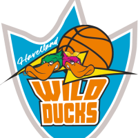 Wild Ducks Havelland